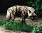 Hiena pręgowana